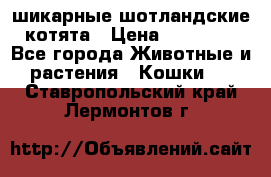 шикарные шотландские котята › Цена ­ 15 000 - Все города Животные и растения » Кошки   . Ставропольский край,Лермонтов г.